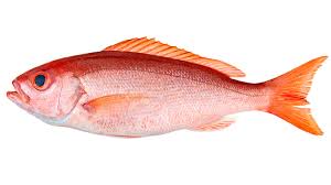 Snapper