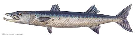 Barracuda